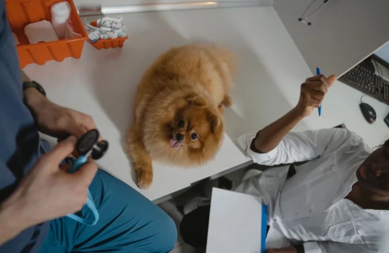 A fluffy Pomeranian dog receiving a medical checkup at a veterinary clinic, attended by professionals.