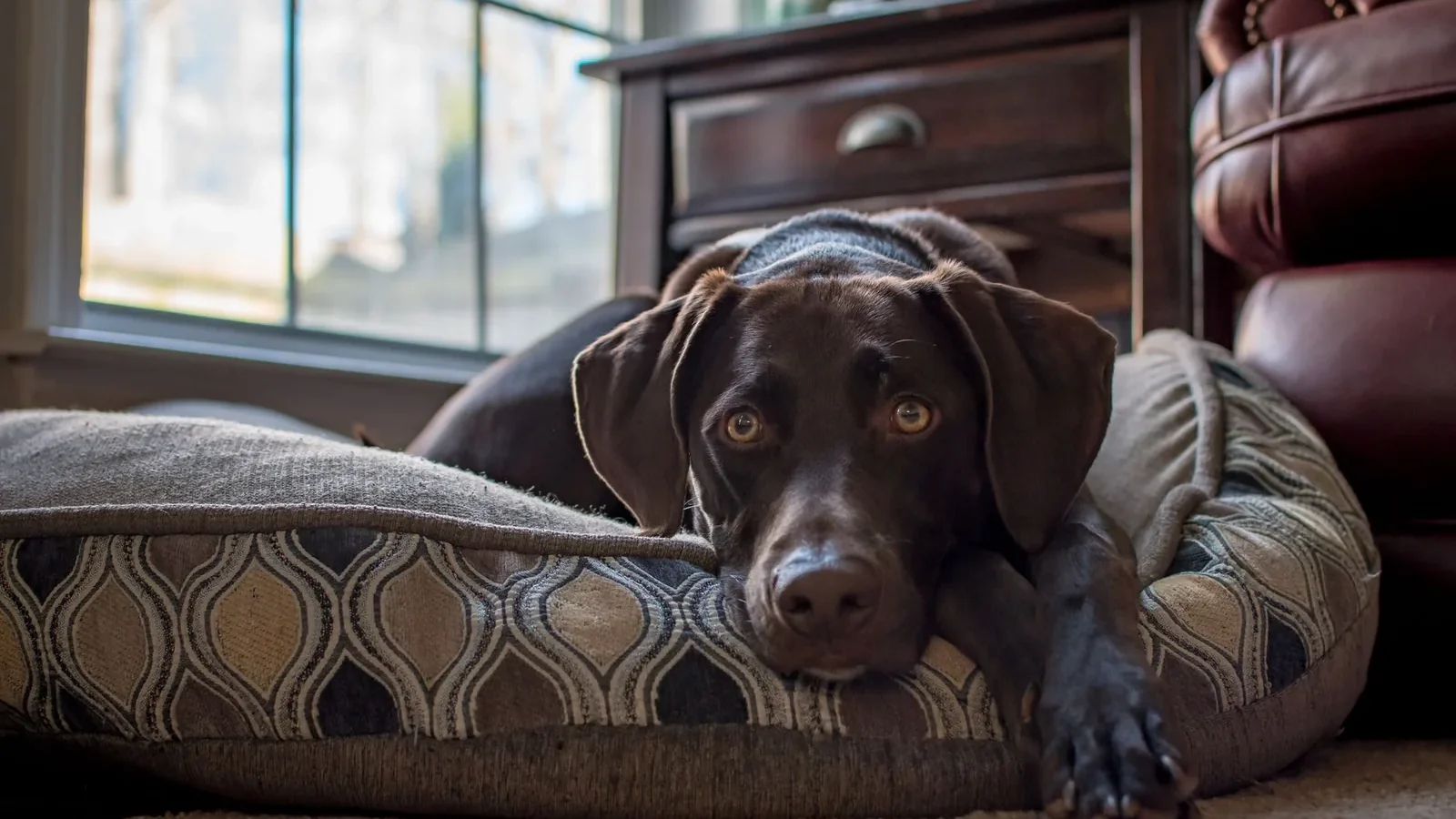 A chocolate Labrador Retriever lounging on a cushion by a window inside a home.
