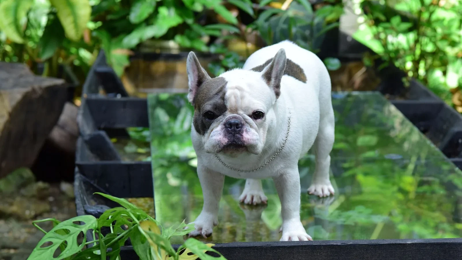Cute French Bulldog standing outdoors on a bright day surrounded by lush green plants.