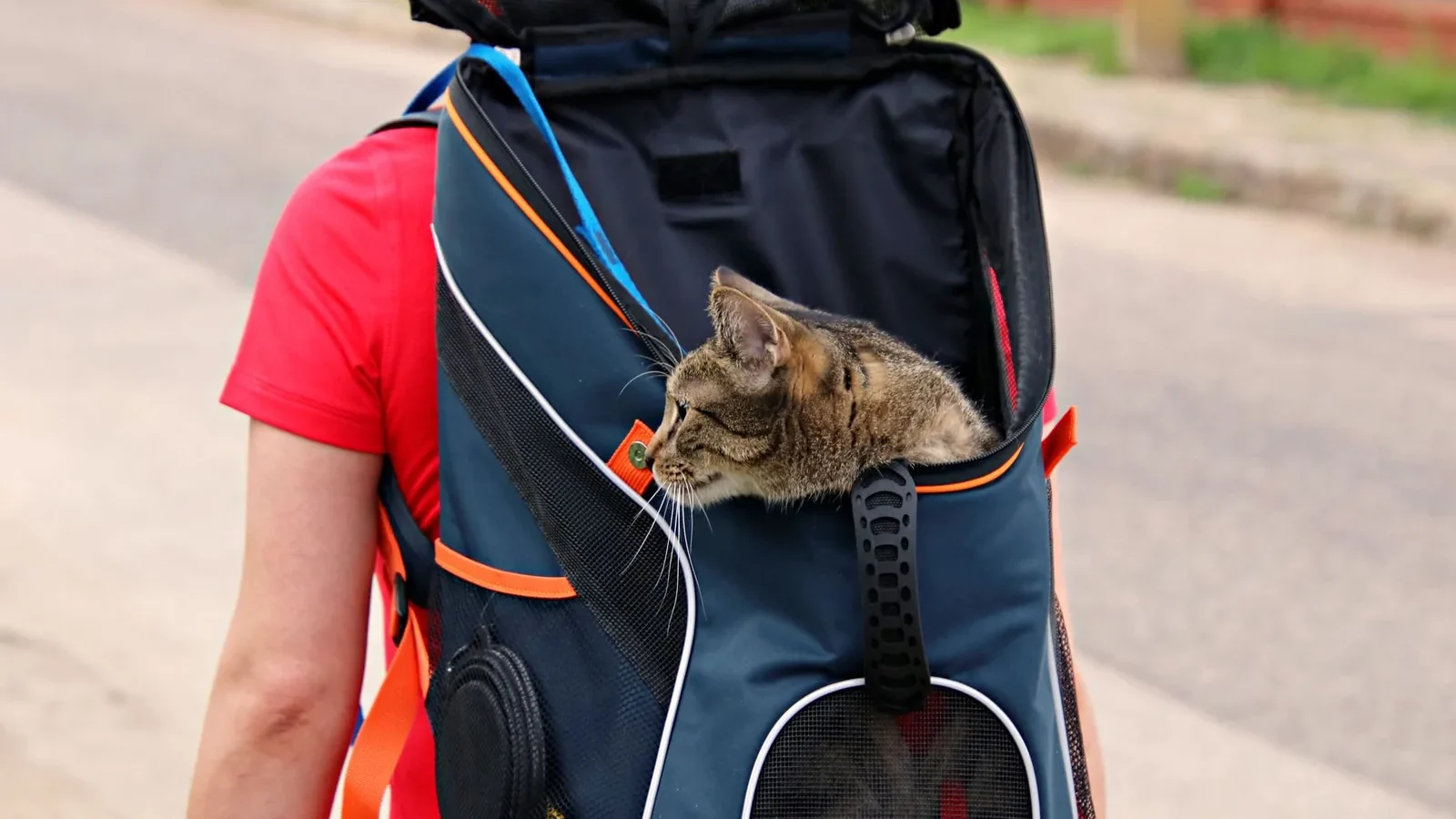 A domestic cat peeks out from a backpack worn by an adult walking outdoors.