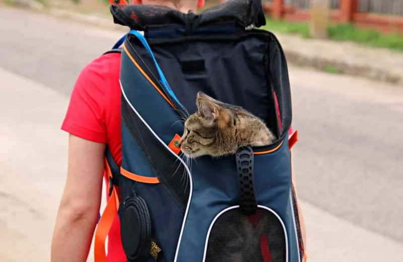 A domestic cat peeks out from a backpack worn by an adult walking outdoors.