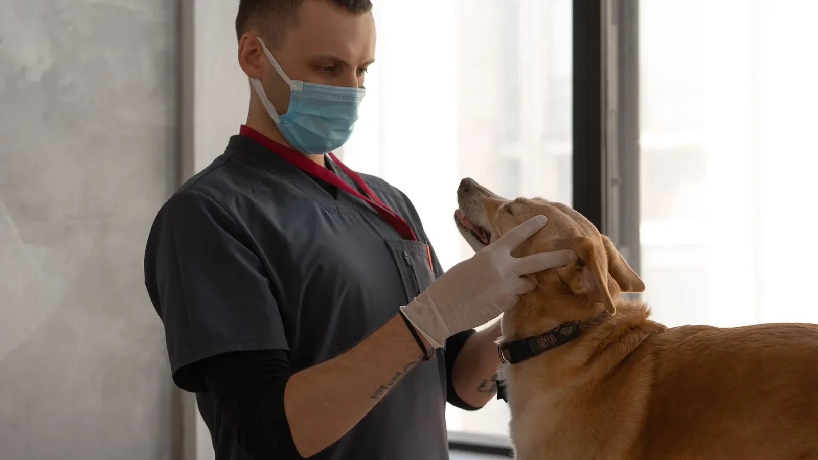 A veterinarian wearing a mask examines a dog indoors, focusing on patient care.