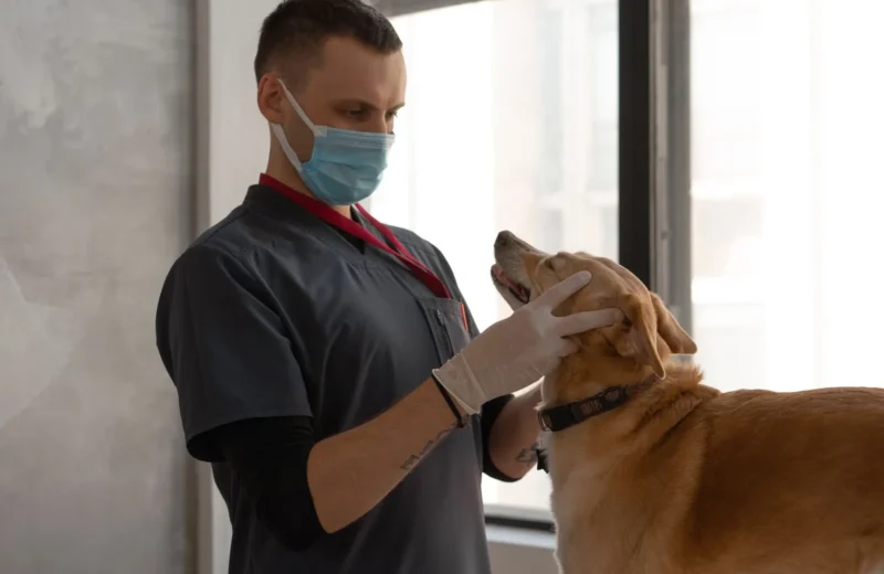 A veterinarian wearing a mask examines a dog indoors, focusing on patient care.
