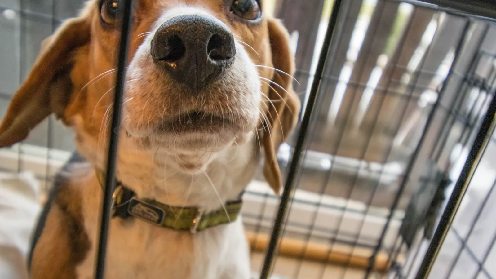 Close-up of a curious beagle dog looking up from its indoor cage.