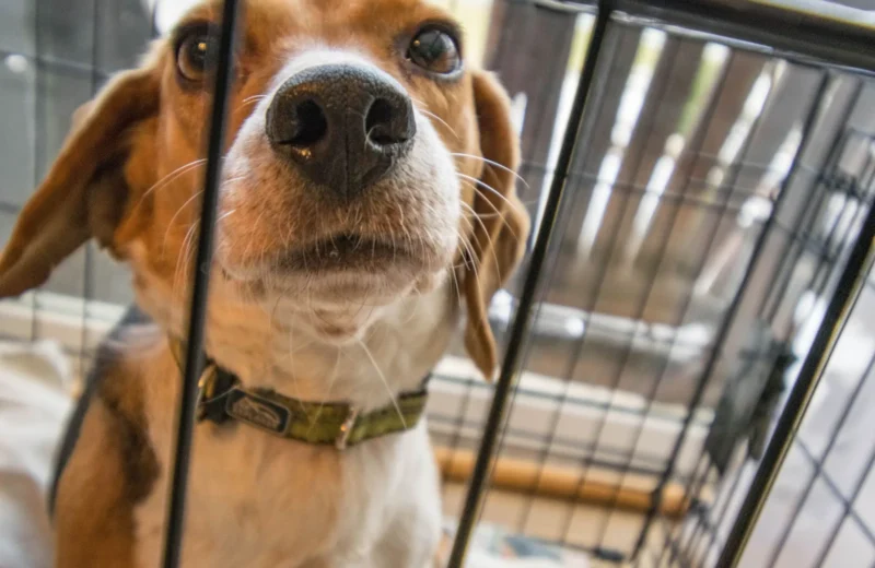Close-up of a curious beagle dog looking up from its indoor cage.