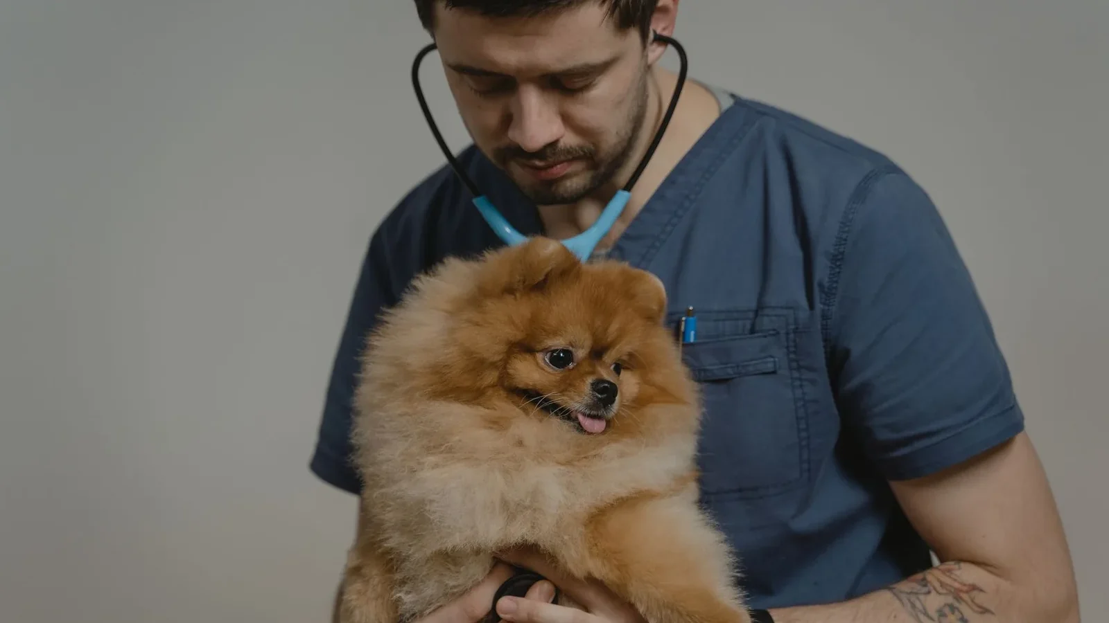 Veterinarian examines a fluffy Pomeranian dog during a routine checkup indoors.