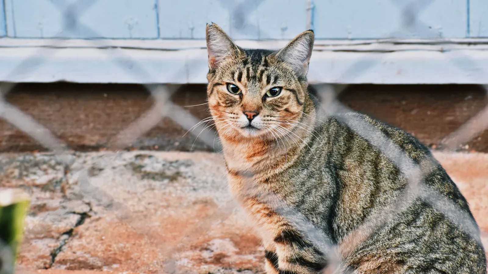 A tabby cat sitting behind a wire fence, showcasing its distinctive markings and natural habitat.