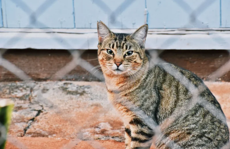 A tabby cat sitting behind a wire fence, showcasing its distinctive markings and natural habitat.