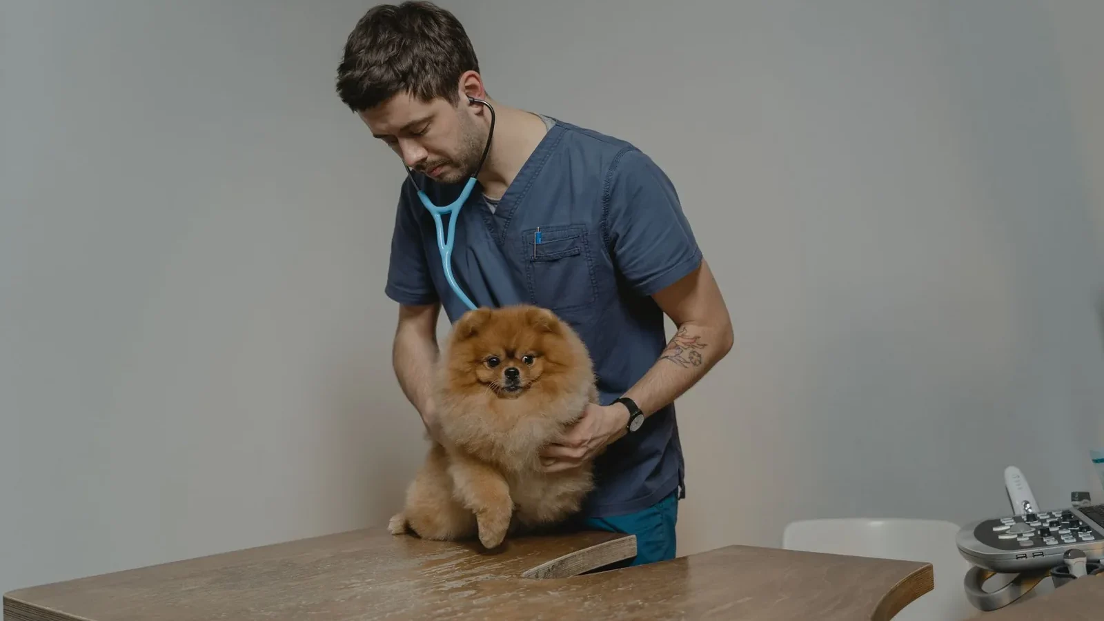 A veterinarian checks a Pomeranian dog using a stethoscope in a clinic setting.