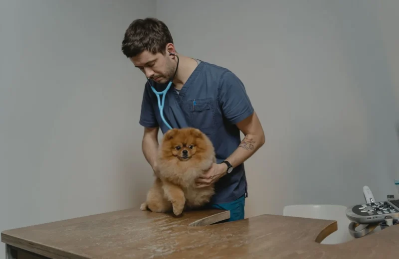 A veterinarian checks a Pomeranian dog using a stethoscope in a clinic setting.