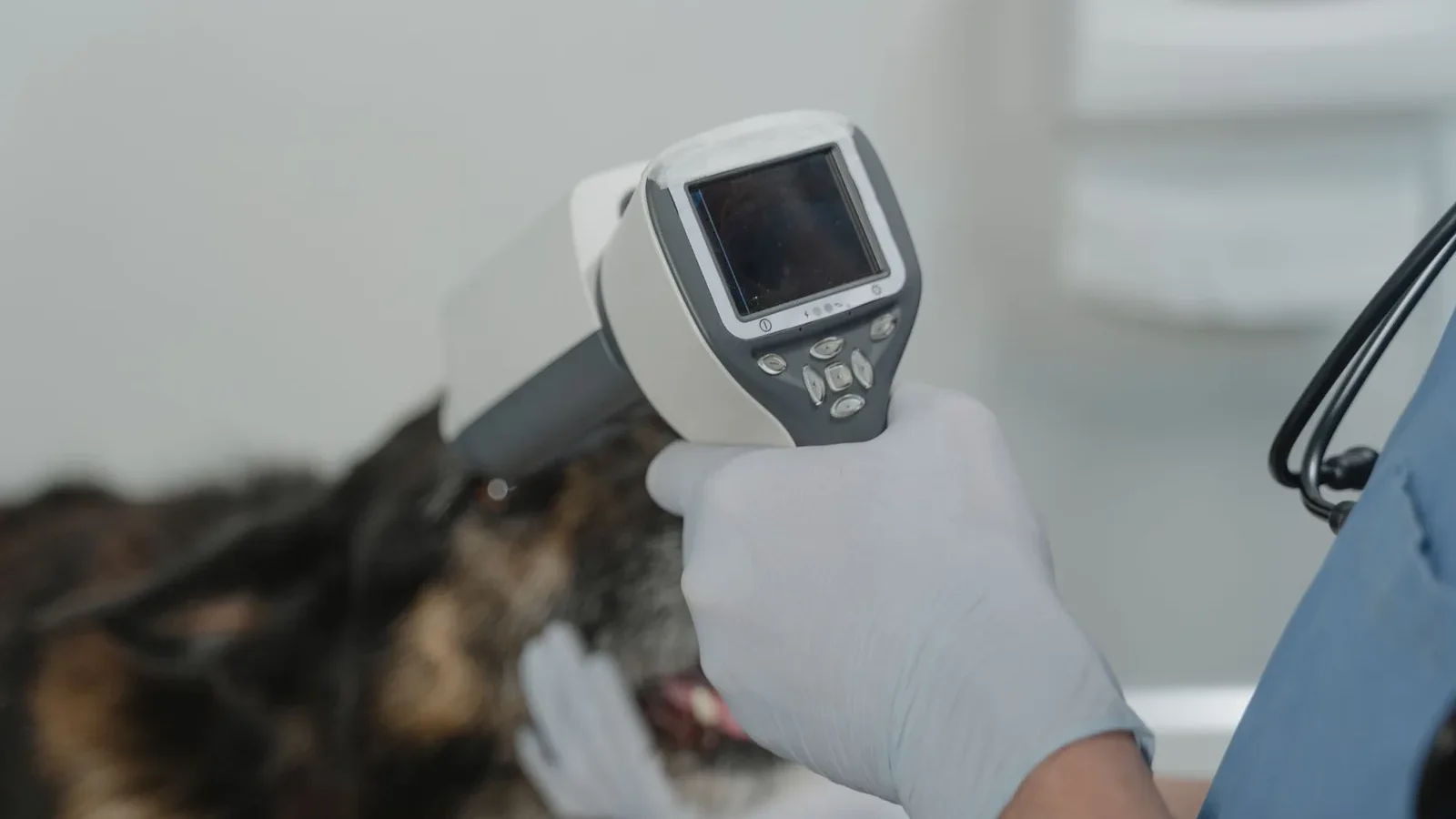 Vet using diagnostic tool in pet clinic for thorough checkup.