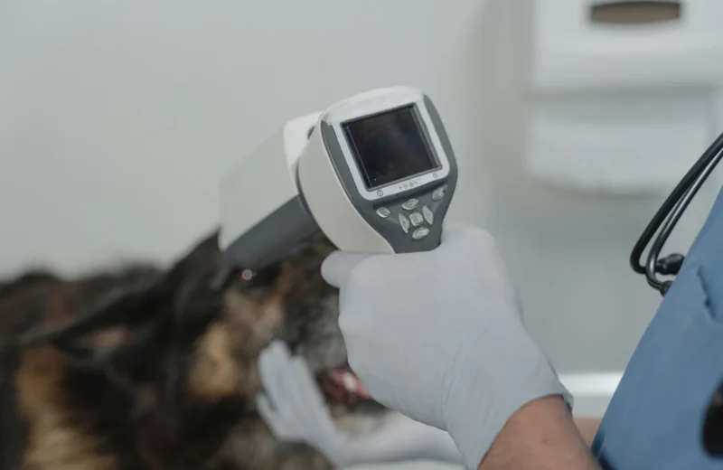 Vet using diagnostic tool in pet clinic for thorough checkup.