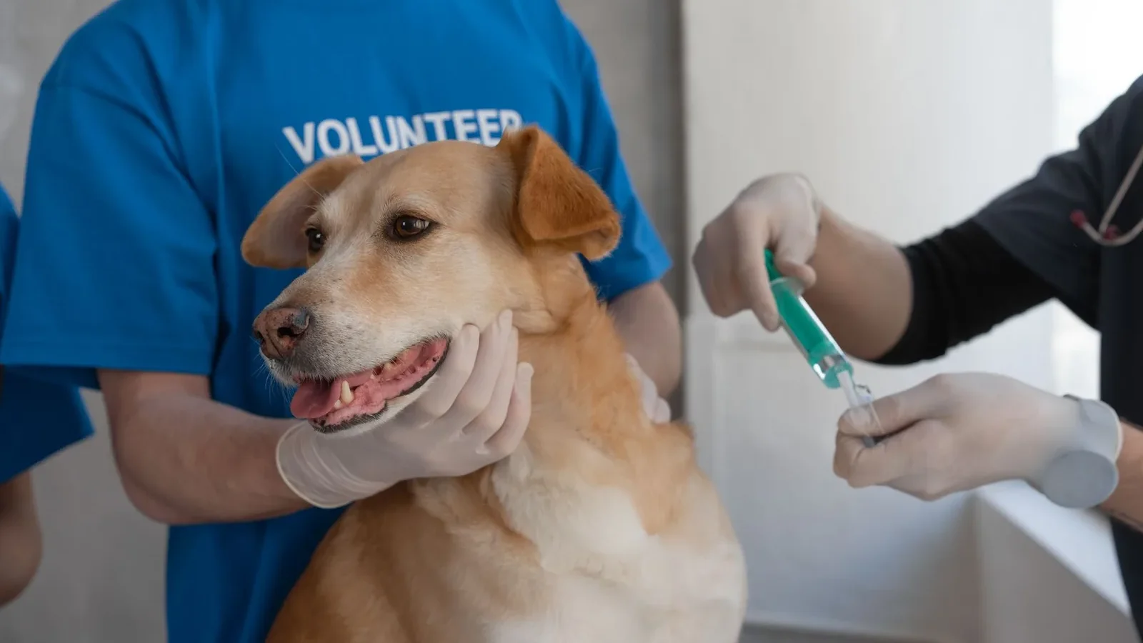 Veterinarian giving a vaccination to a dog being held by a volunteer in a clinic.