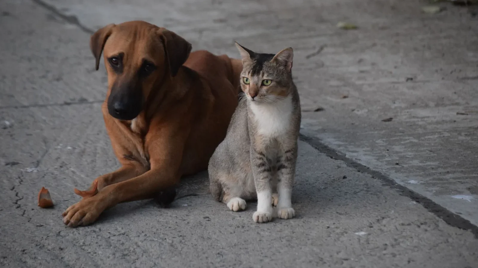 A dog and a cat sitting together on a concrete street in Kolkata. Perfect harmony in an urban setting.