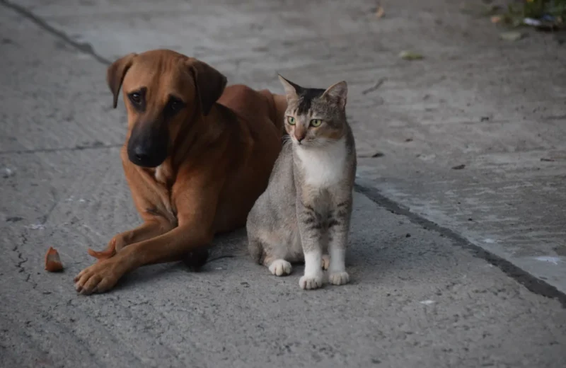 A dog and a cat sitting together on a concrete street in Kolkata. Perfect harmony in an urban setting.