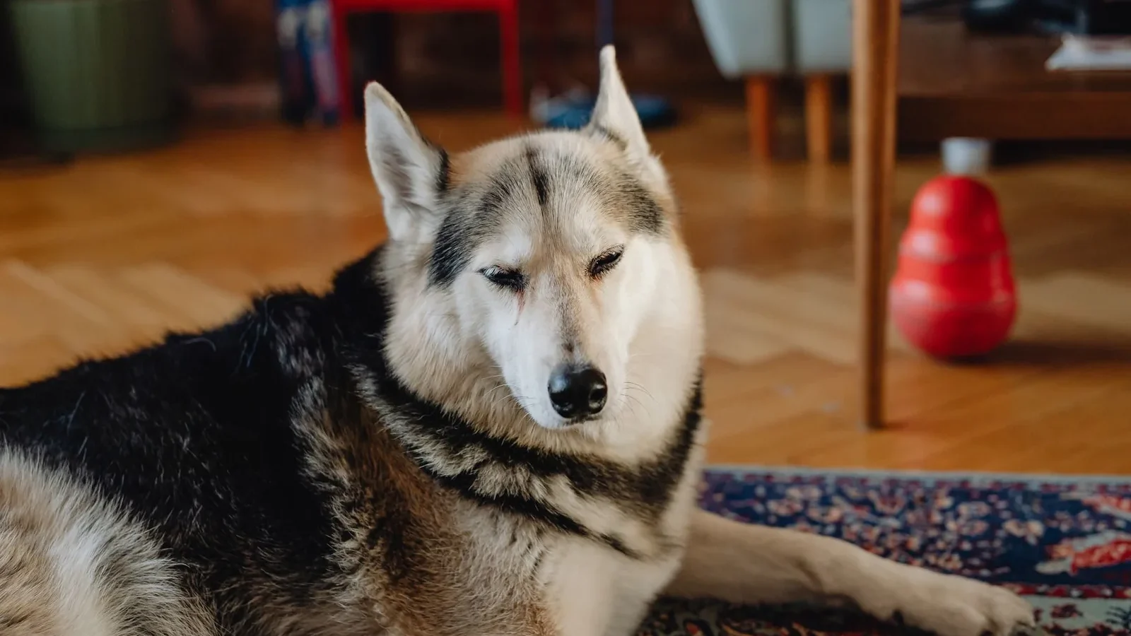 Calm husky relaxing on an ornate rug in a cozy indoor setting.