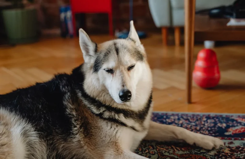 Calm husky relaxing on an ornate rug in a cozy indoor setting.