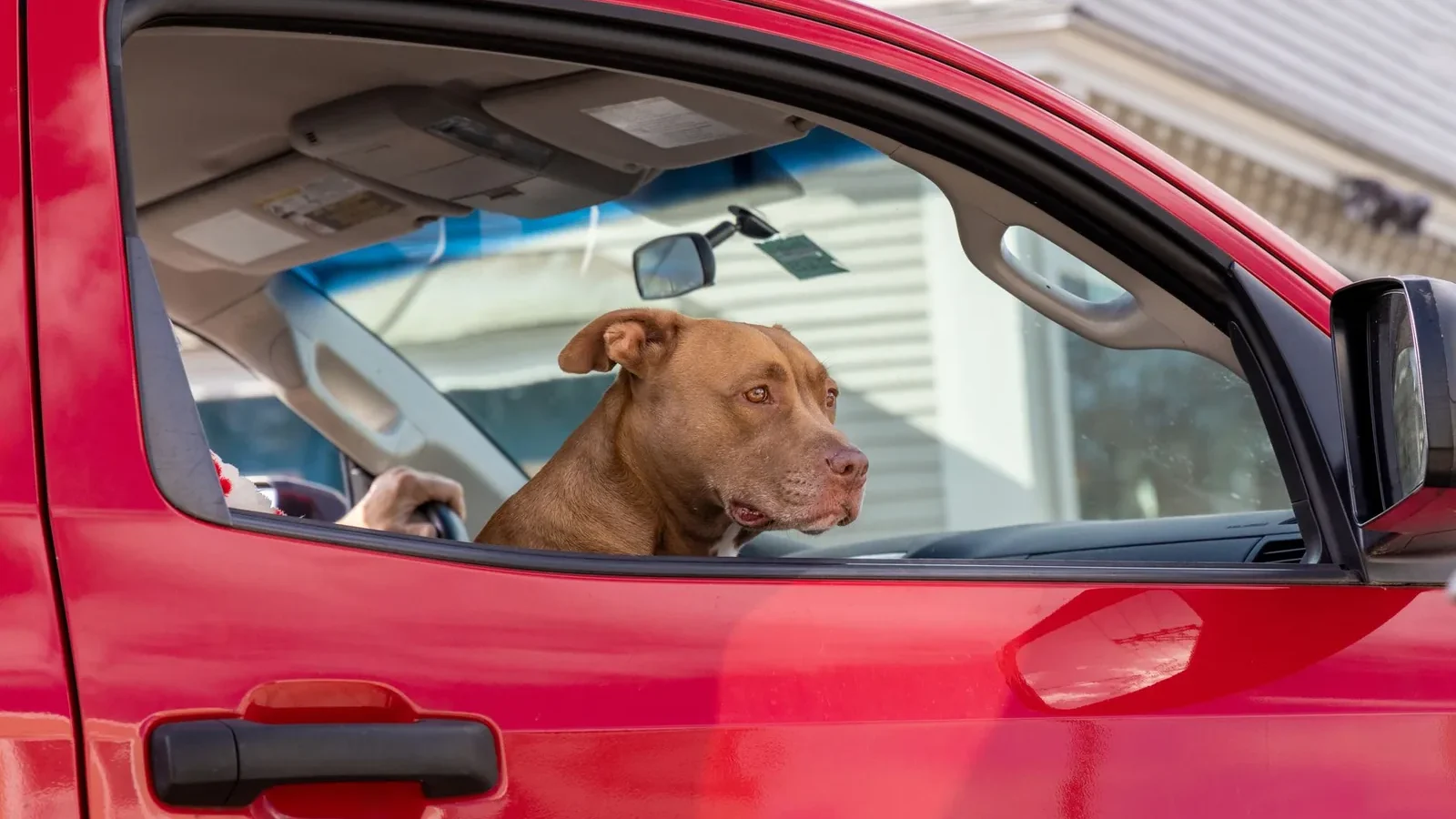 A dog sits inside a red truck, looking out the window with curiosity.