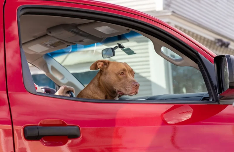 A dog sits inside a red truck, looking out the window with curiosity.