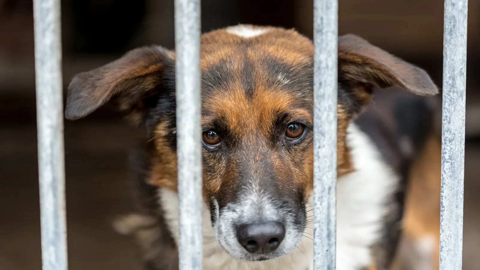 A mixed-breed dog gazes thoughtfully through the bars of its kennel.