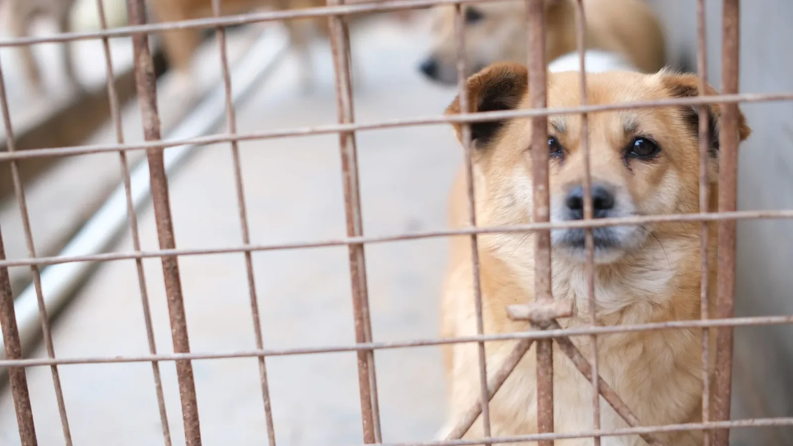 A soulful brown dog peering through a metal cage, capturing a moment of animal life in shelter.