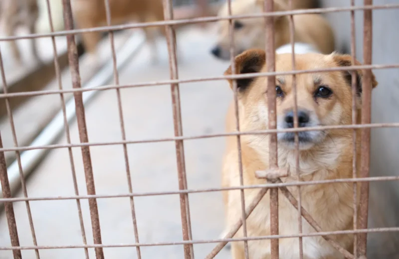 A soulful brown dog peering through a metal cage, capturing a moment of animal life in shelter.