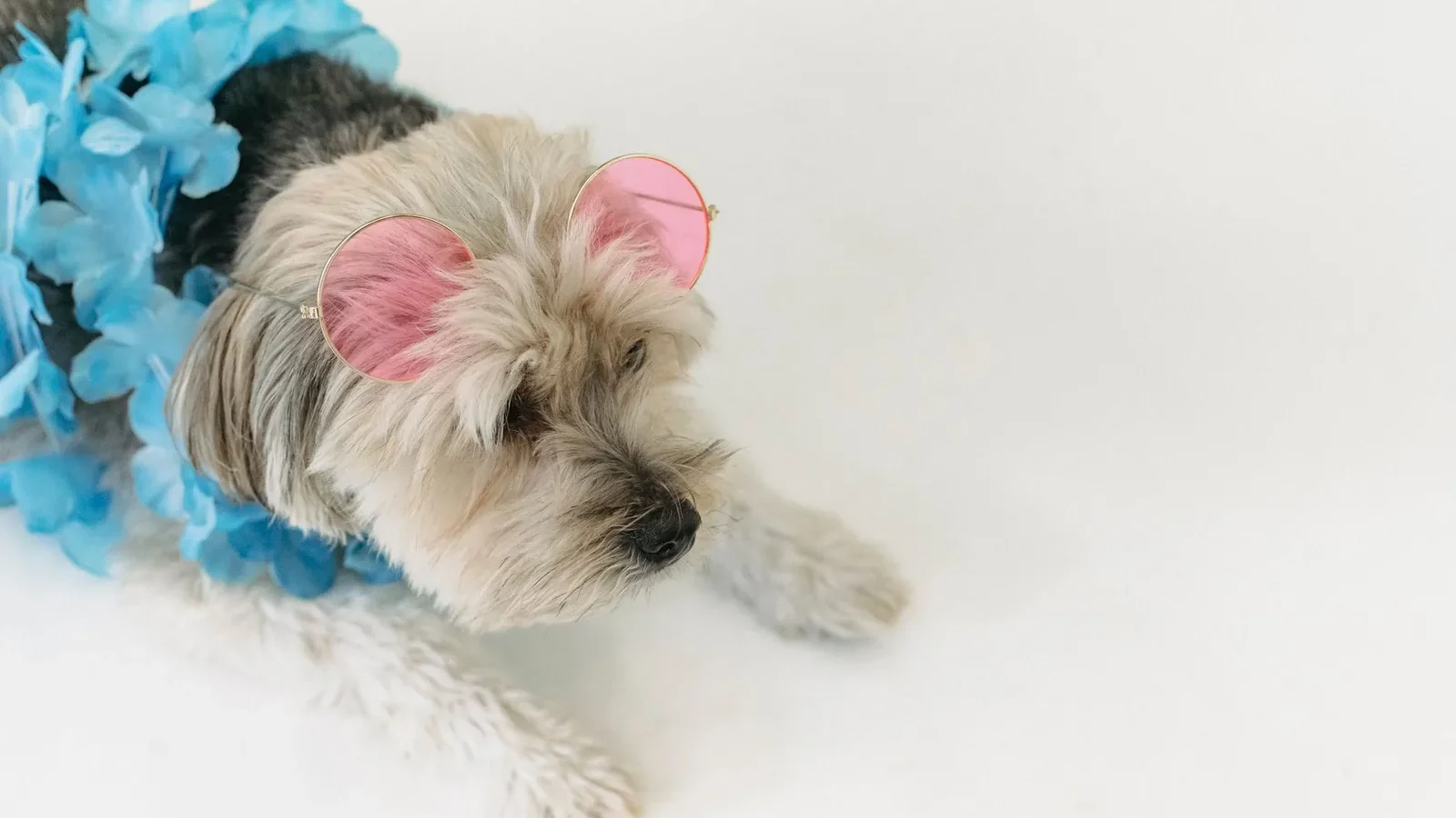Small purebred dog resting on white floor in bright room and wearing sunglasses and flower necklace.