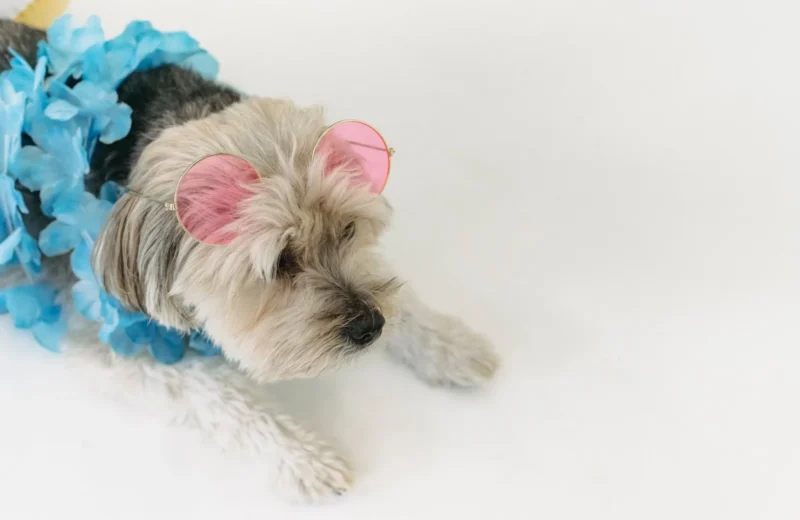 Small purebred dog resting on white floor in bright room and wearing sunglasses and flower necklace.
