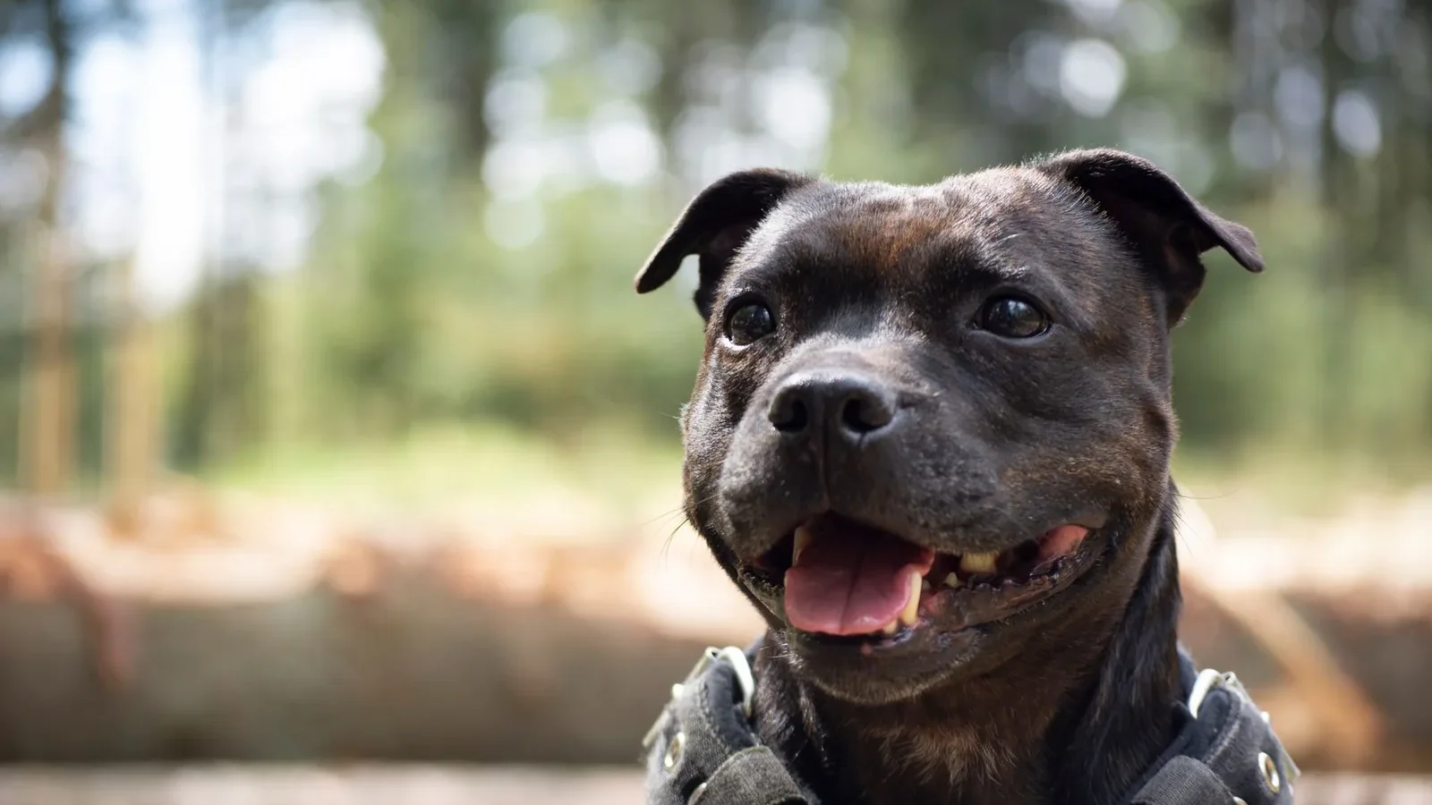 Adorable Staffordshire Bull Terrier smiling outdoors in a natural setting. Perfect pet photography.