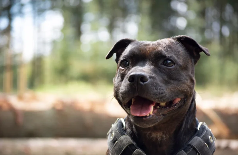 Adorable Staffordshire Bull Terrier smiling outdoors in a natural setting. Perfect pet photography.