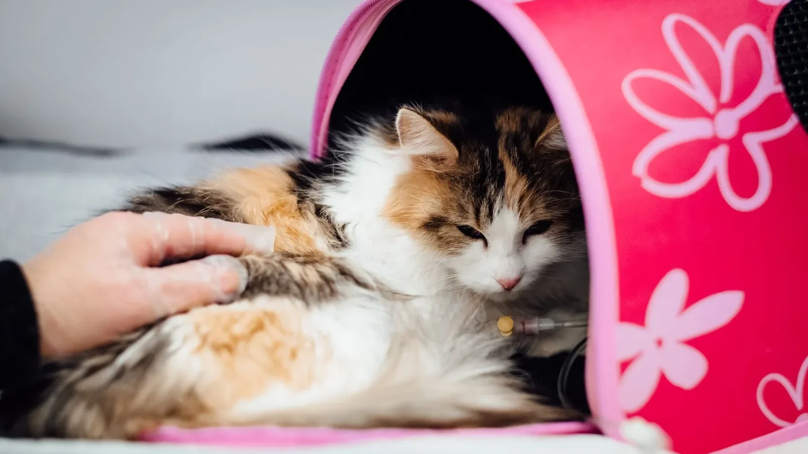 Fluffy cat in pink tent receiving veterinary care indoors, with loving hand nearby.