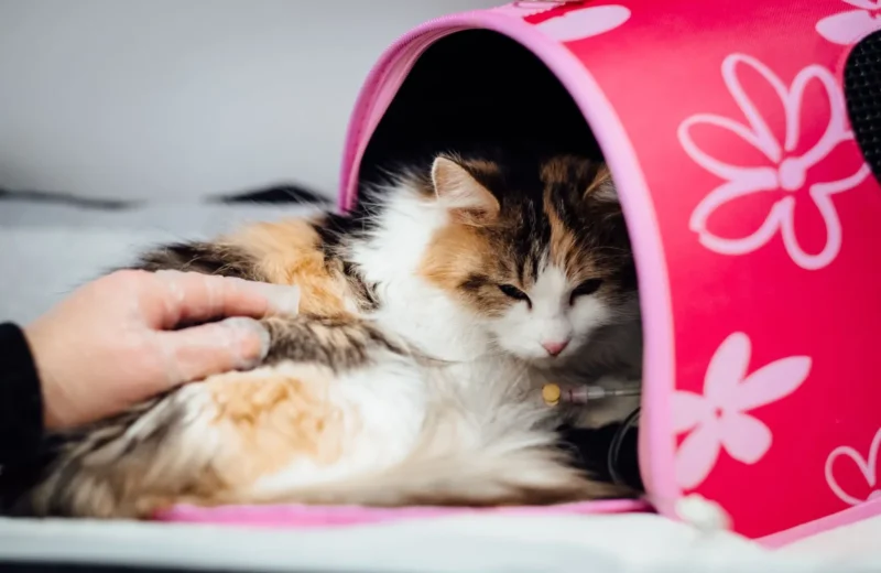 Fluffy cat in pink tent receiving veterinary care indoors, with loving hand nearby.