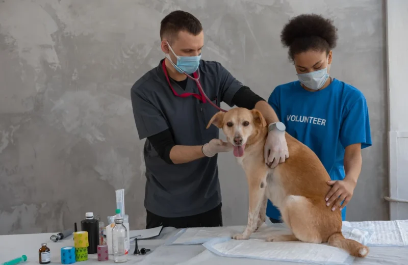 Vet and volunteer examining a dog in a clinic. Professional healthcare assistance.