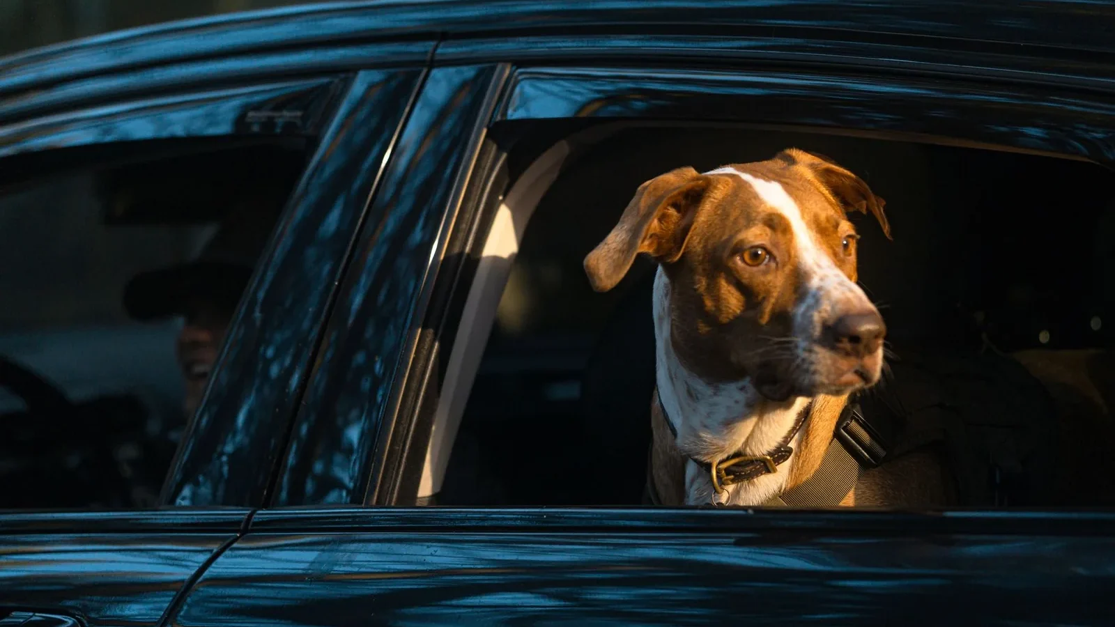 A dog looks out a car window during a sunset drive, capturing a serene moment.