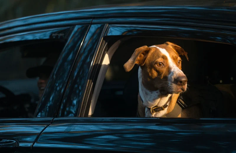 A dog looks out a car window during a sunset drive, capturing a serene moment.