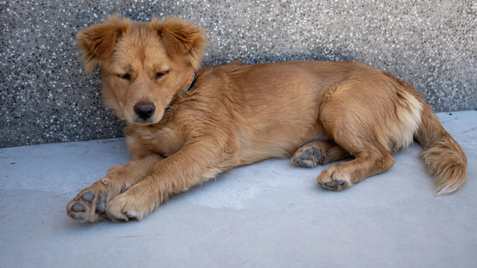A calm golden dog lying contentedly on a smooth concrete surface.