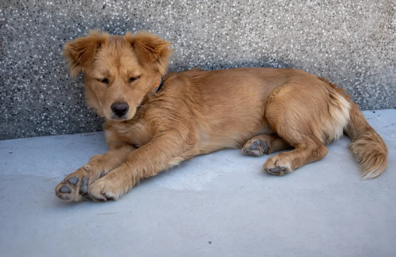 A calm golden dog lying contentedly on a smooth concrete surface.
