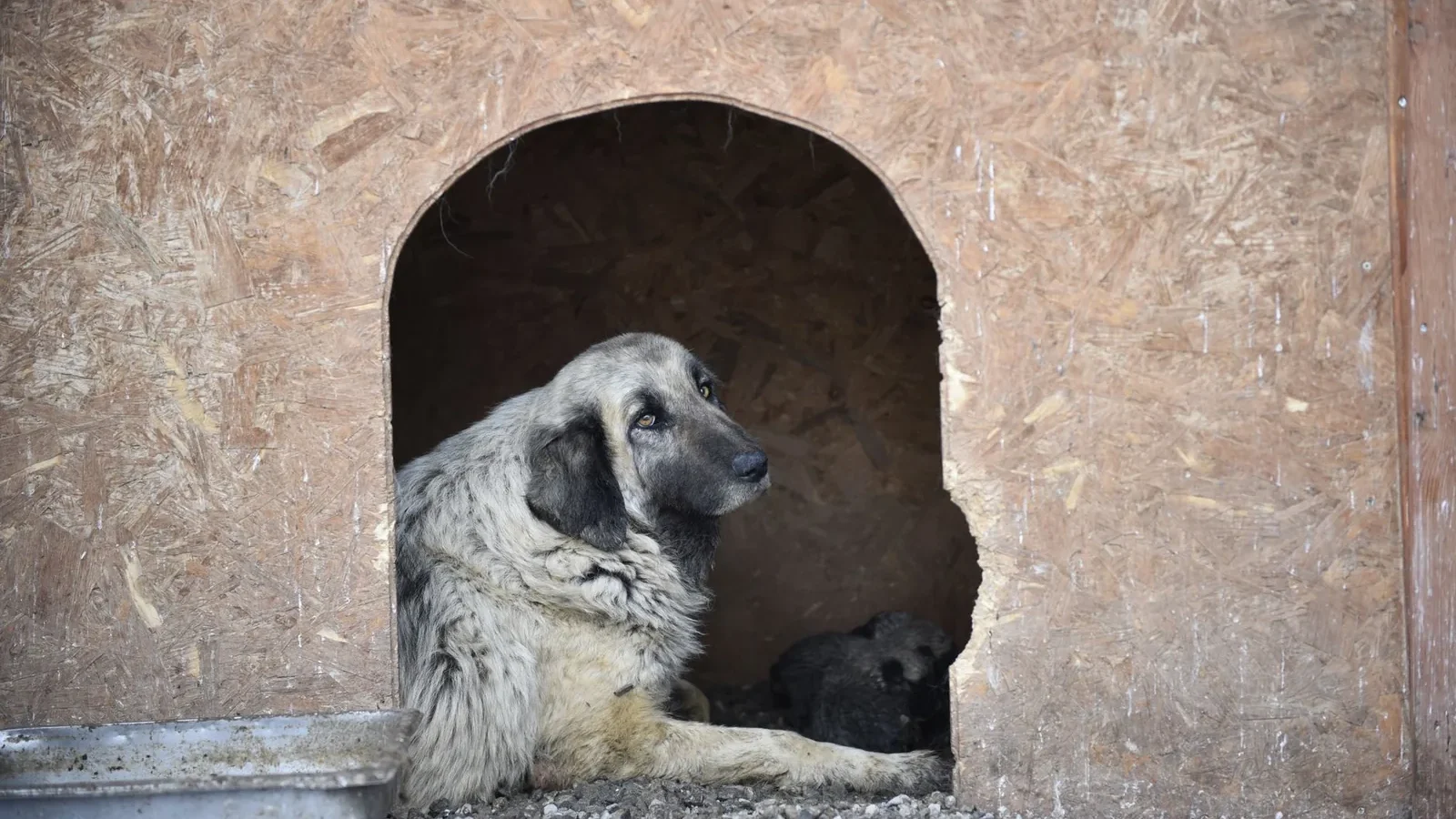 A calm dog resting comfortably inside a wooden kennel, bathed in soft daylight.
