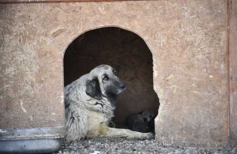 A calm dog resting comfortably inside a wooden kennel, bathed in soft daylight.