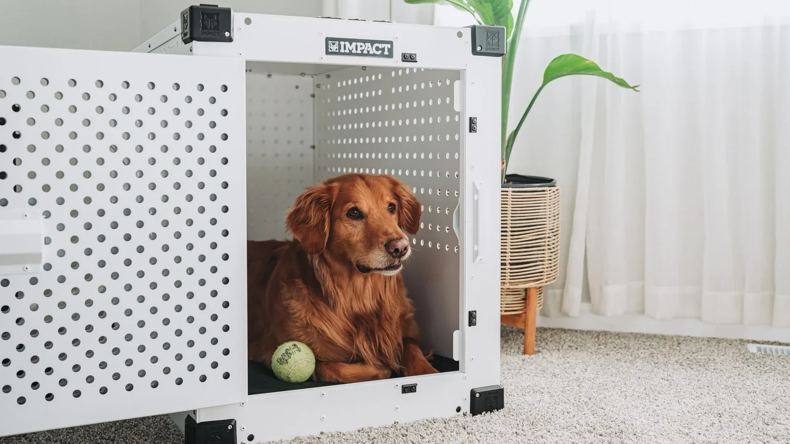 Golden retriever comfortably resting inside a white dog crate in a cozy living room setting.