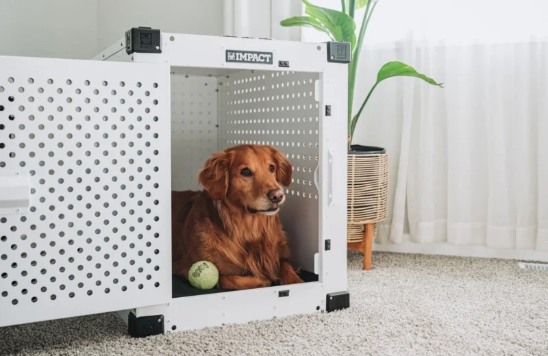Golden retriever comfortably resting inside a white dog crate in a cozy living room setting.