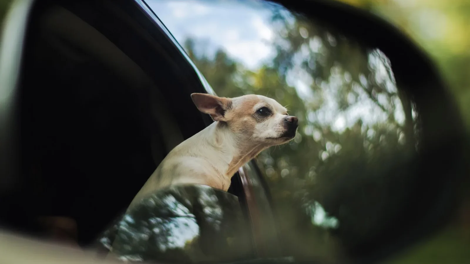 A cute Chihuahua peeks out a car window, captured in a car mirror reflection.