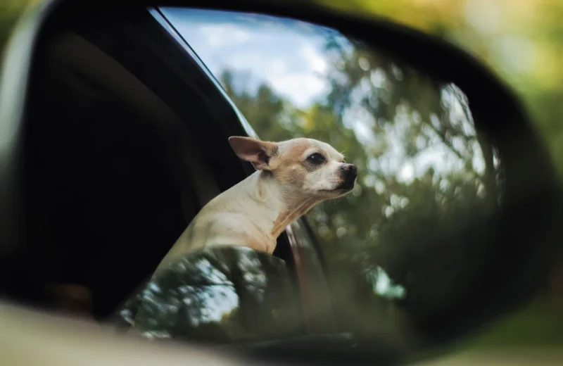 A cute Chihuahua peeks out a car window, captured in a car mirror reflection.
