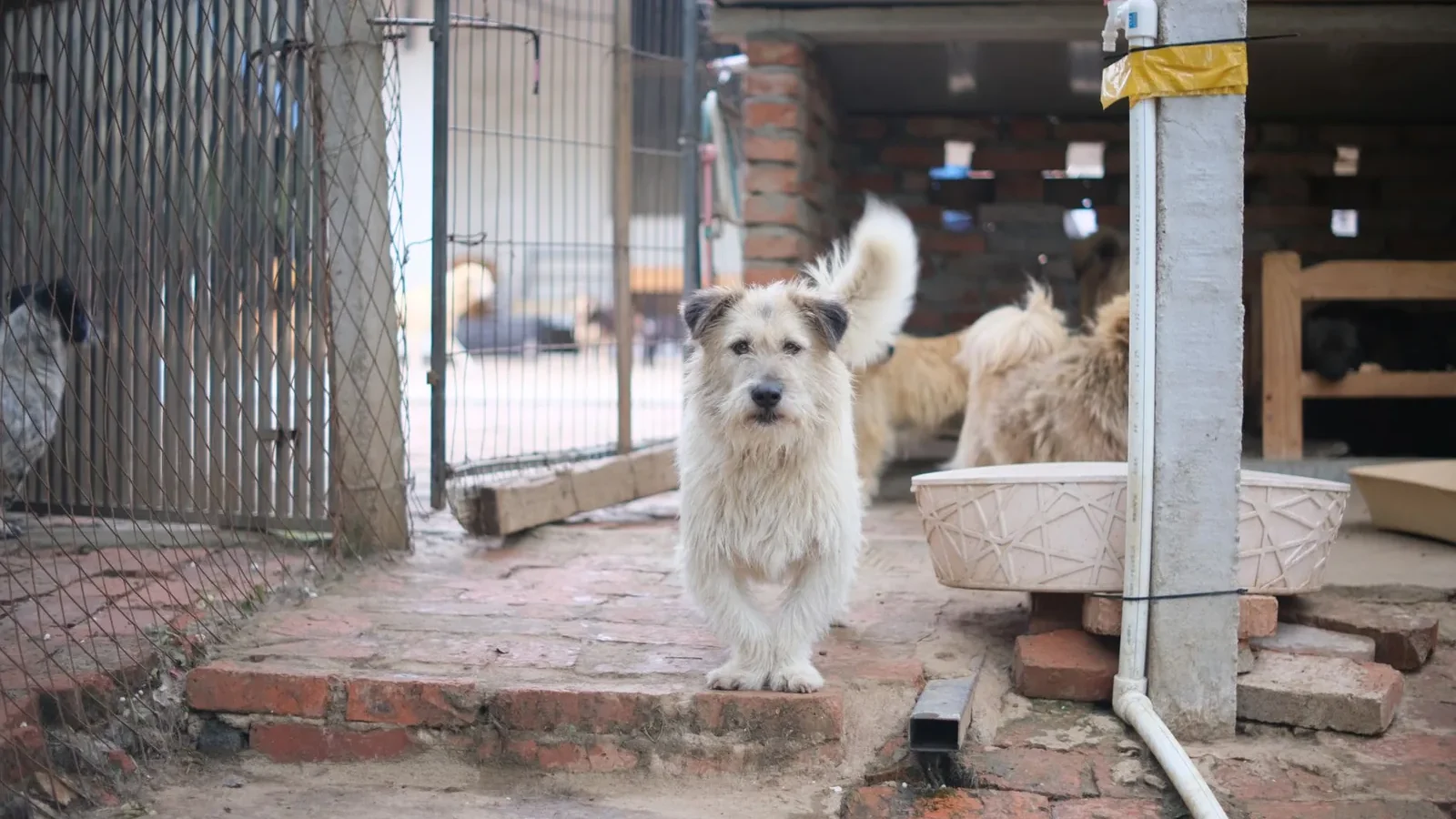 A scruffy white dog stands on a red brick path outdoors in a fenced area.