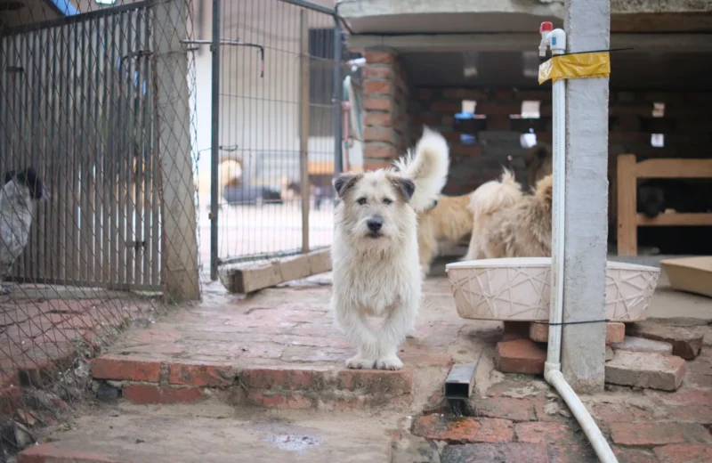 A scruffy white dog stands on a red brick path outdoors in a fenced area.