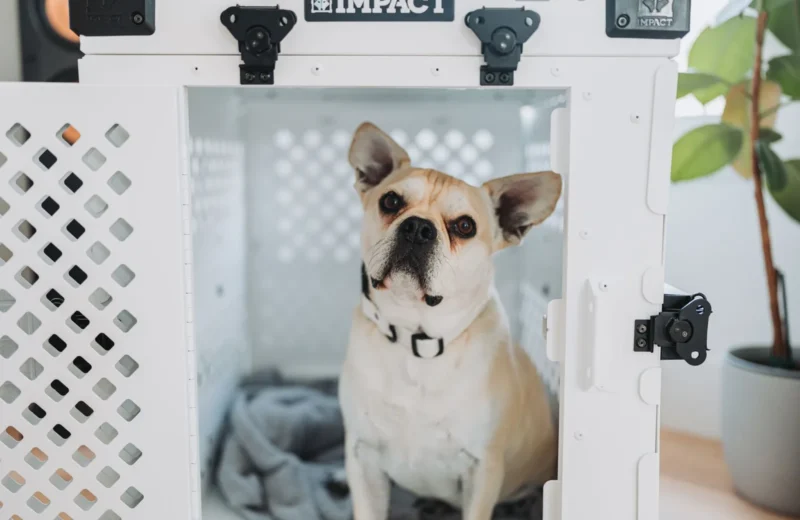 French Bulldog inside Impact dog crate for safe home pet care.