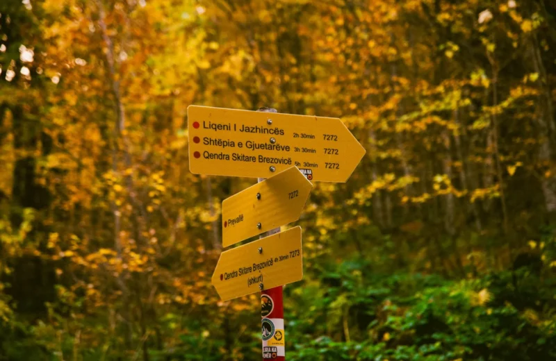 Yellow signposts marking directions in a scenic autumn forest landscape.