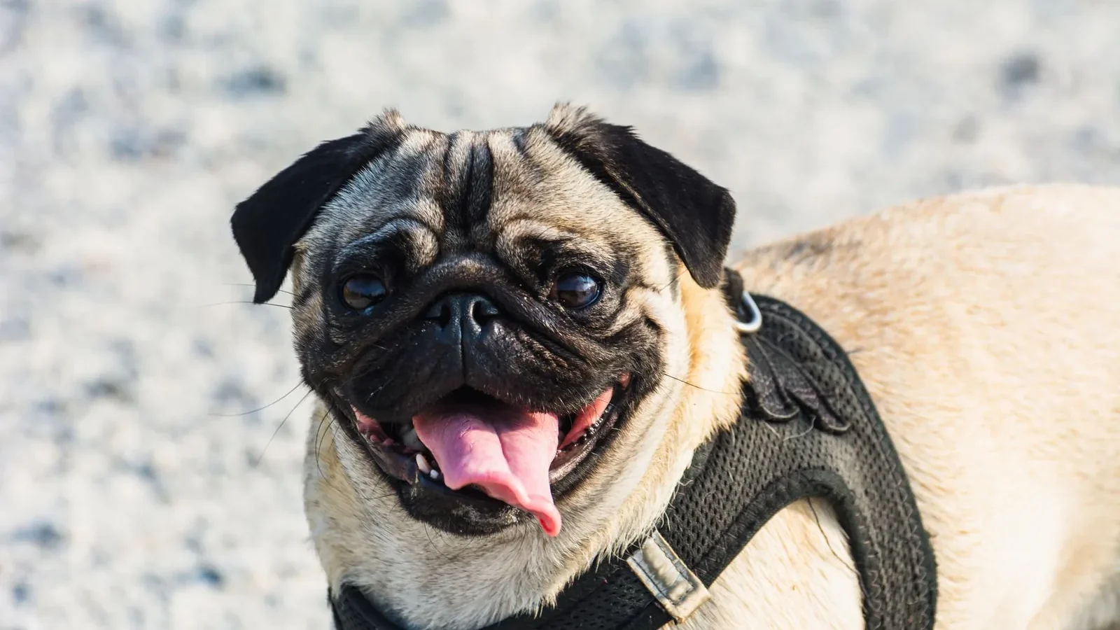 A cheerful pug dog wearing a harness outdoors, sticking out its tongue under the sun.