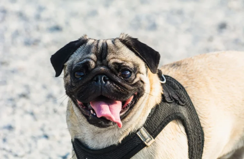 A cheerful pug dog wearing a harness outdoors, sticking out its tongue under the sun.