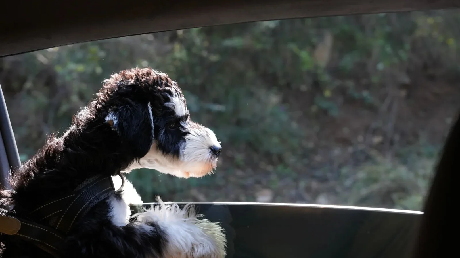 A fluffy black and white dog looking out a car window, enjoying a sunny day.